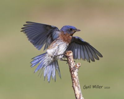 Eastern Bluebird, male. 