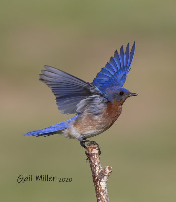 Eastern Bluebird male.