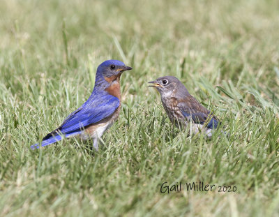 Eastern Bluebird male and baby.