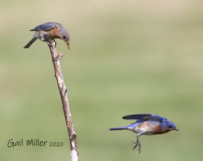 Eastern Bluebird male and female.