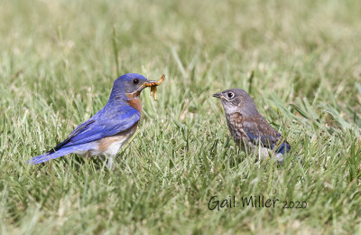 Eastern Bluebird male and baby.