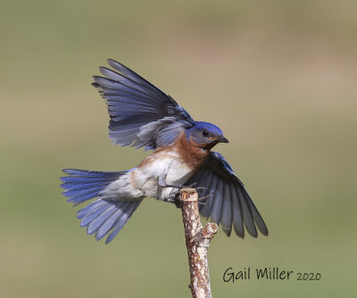 Eastern Bluebird male.