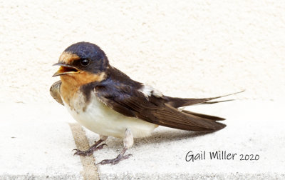 Cliff-Swallow