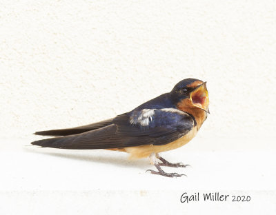 Cliff-Swallow