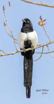 Black-billed Magpie at Mueller State Park