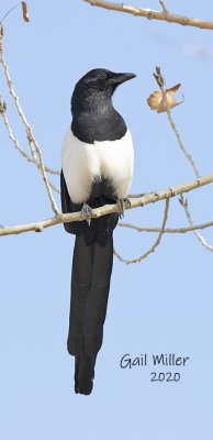 Black-billed Magpie at Mueller State Park