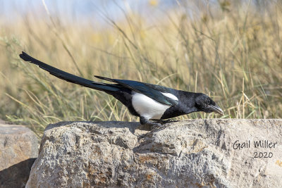 Black-billed Magpie at Mueller State Park