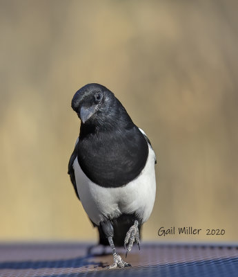 Black-billed Magpie at Mueller State Park