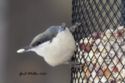 Pygmy Nuthatch
Yard Bird #2