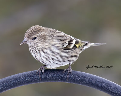 Pine Siskin
Yard Bird #3