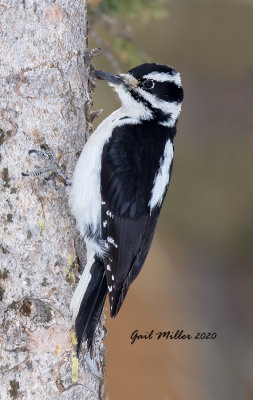 Hairy Woodpecker
Yard Bird #4
