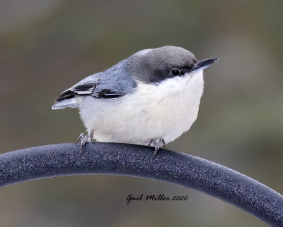 Pygmy Nuthatch