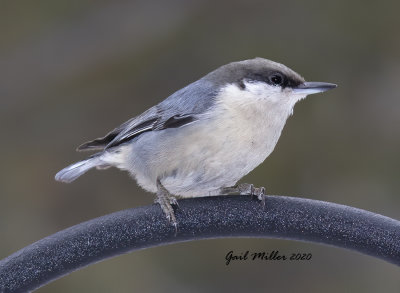 Pygmy Nuthatch