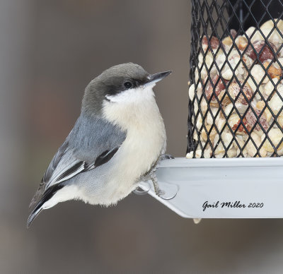 Pygmy Nuthatch