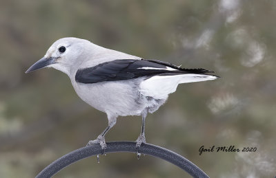 Clark's Nutcracker