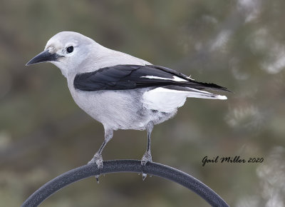 Clark's Nutcracker