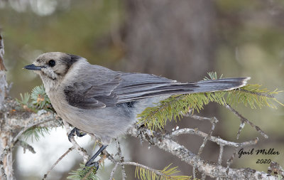 Canada Jay
Formerly Gray Jay