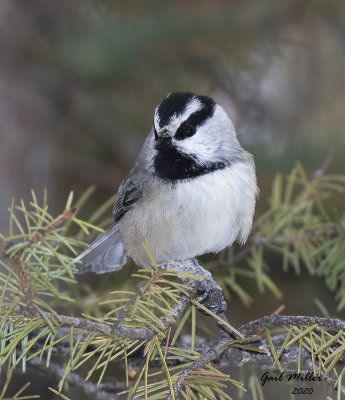 Mountain Chickadee