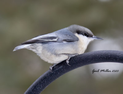 Pygmy Nuthatch