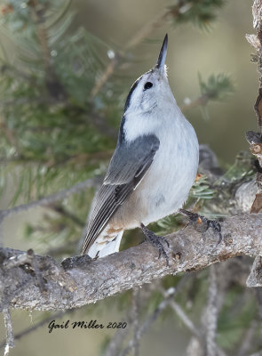 White-breasted Nuthatch