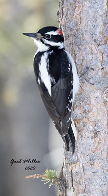 Hairy Woodpecker