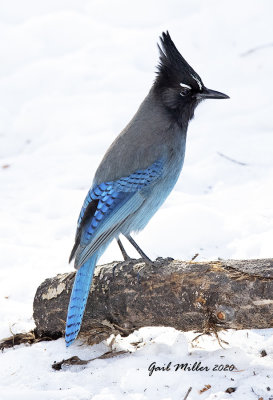 Steller's Jay
Yard Bird #11