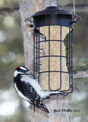 Downy Woodpecker