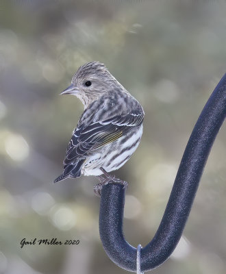 Pine Siskin