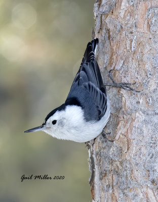 White-breasted Nuthatch