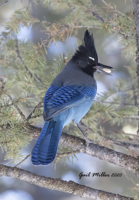 Steller's Jay