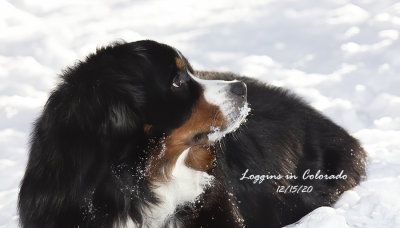 Loggins in Colorado