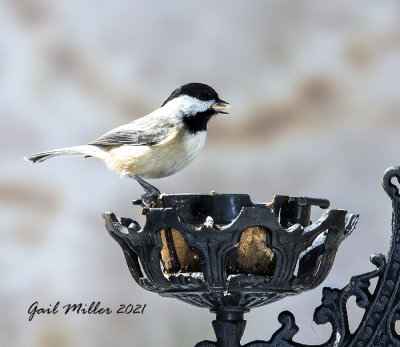 Carolina Chickadee