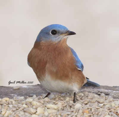 Eastern Bluebird, male.