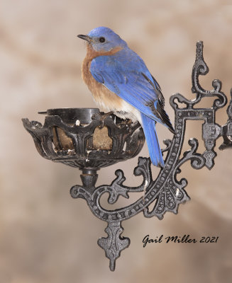 Eastern Bluebird