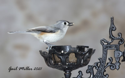 Tufted Titmouse