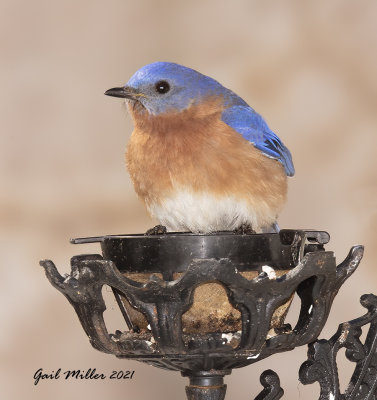 Eastern Bluebird, male.