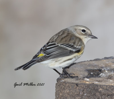 Yellow-rumped Warbler