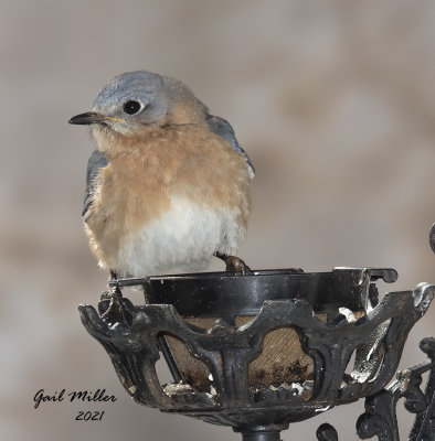 Eastern Bluebird, female.