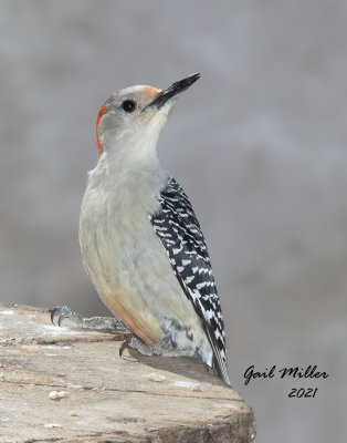 Red-bellied Woodpecker