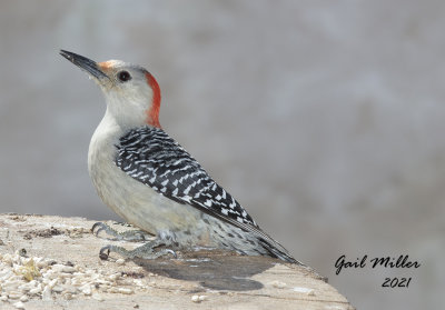 Red-bellied Woodpecker