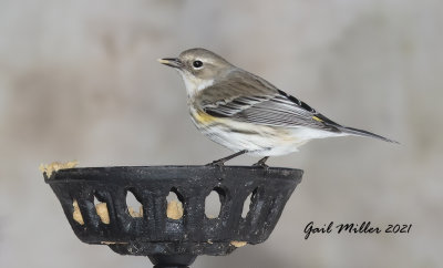 Yellow-rumped Warbler