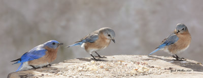 Eastern Bluebird