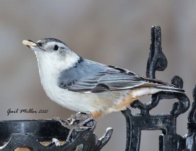 White-breasted Nuthatch