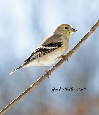 American Goldfinch