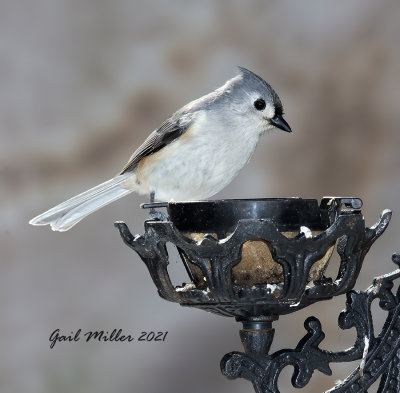 Tufted Titmouse