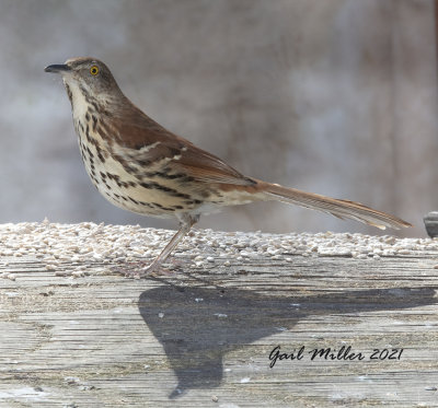 Brown Thrasher