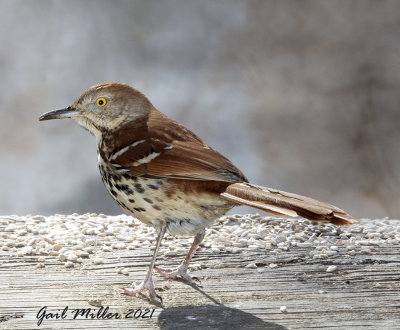 Brown Thrasher