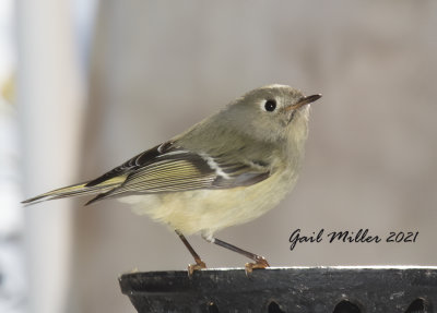 Ruby-crowned Kinglet