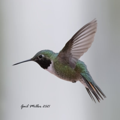 Broad-tailed Hummingbird, male
Yard Bird #12