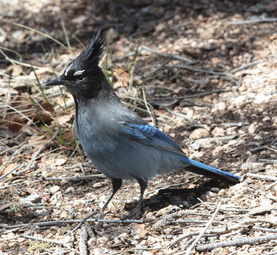 Steller's Jay